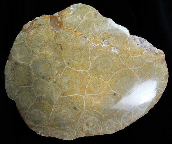 Polished Fossil Coral Head - Morocco #60019